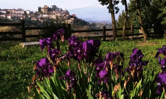 Rexer-Cavriglia-Rustico-Casale-in-Vendita-in-Montegonzi-Giardino