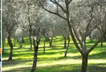 Rexer-Castiglione-di-Sicilia-Vendesi-rustico-in-SPi-a-Castiglione-di-Sicilia-Terrazzo