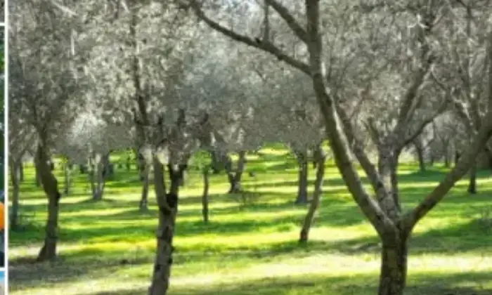 Rexer-Castiglione-di-Sicilia-Vendesi-rustico-in-SPi-a-Castiglione-di-Sicilia-Terrazzo