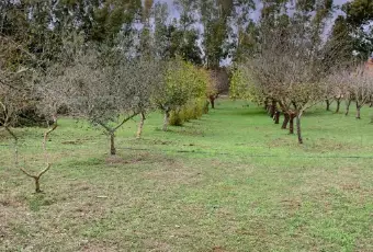 Rexer-Alghero-Villa-in-vendita-zona-Porto-Ferro-ad-Alghero-Giardino