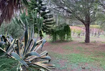 Rexer-Alghero-Villa-in-vendita-zona-Porto-Ferro-ad-Alghero-Giardino