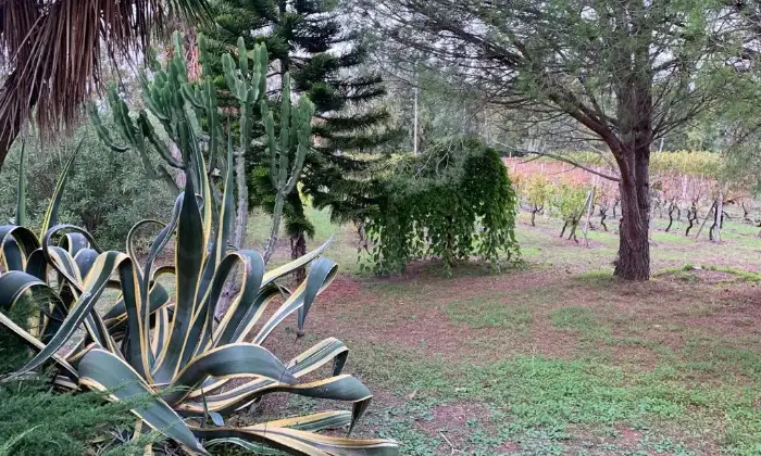 Rexer-Alghero-Villa-in-vendita-zona-Porto-Ferro-ad-Alghero-Giardino