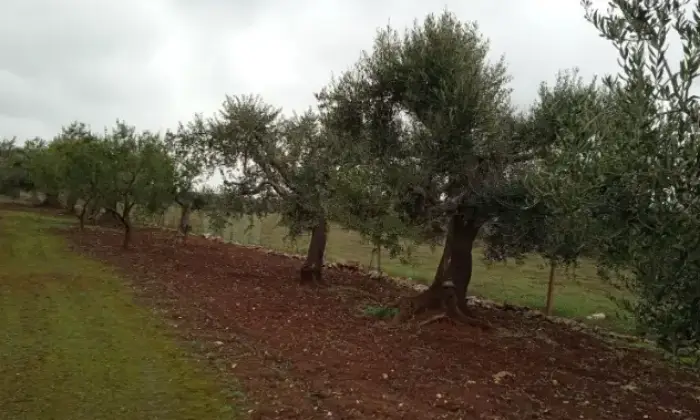 Rexer-Ostuni-Ostuni-BR-rustico-in-vendita-Terrazzo