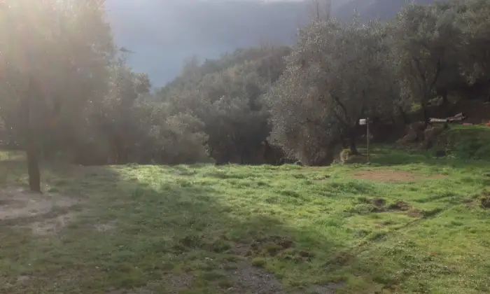 Rexer-Balestrino-Uliveto-con-fabbricati-Altro