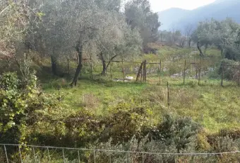Rexer-Balestrino-Uliveto-con-fabbricati-Altro
