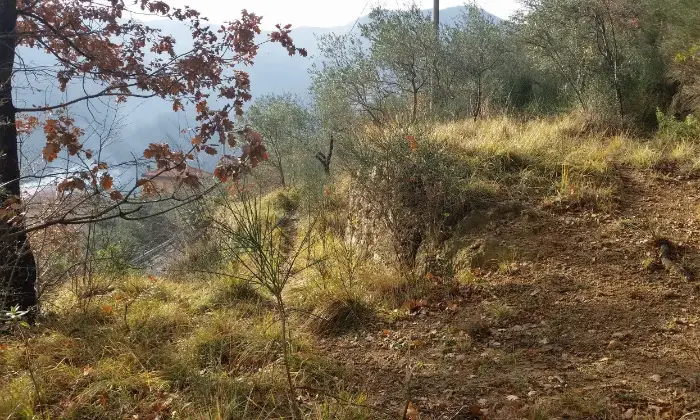 Rexer-Balestrino-Uliveto-sulle-alture-vista-mare-Terrazzo