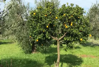 Rexer-Cori-Terreno-di-mq-edificabile-in-zona-artigianale-Giardino