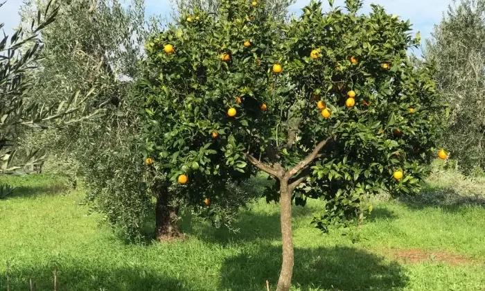 Rexer-Cori-Terreno-di-mq-edificabile-in-zona-artigianale-Giardino