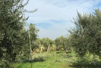 Rexer-Cori-Terreno-di-mq-edificabile-in-zona-artigianale-Terrazzo