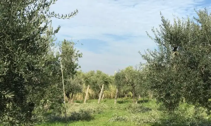 Rexer-Cori-Terreno-di-mq-edificabile-in-zona-artigianale-Terrazzo