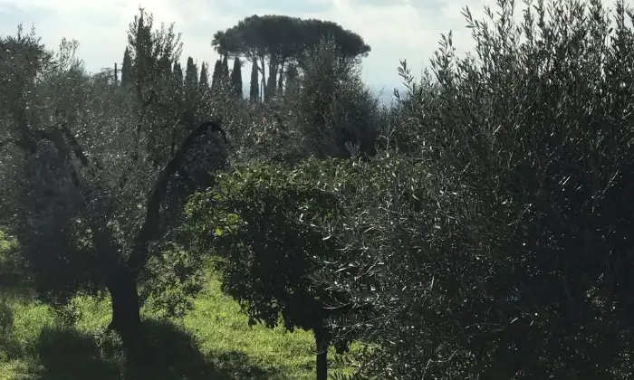Rexer-Cori-Terreno-di-mq-edificabile-in-zona-artigianale-Terrazzo