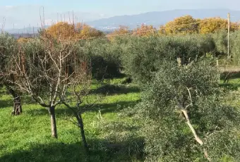 Rexer-Cori-Terreno-di-mq-edificabile-in-zona-artigianale-Terrazzo
