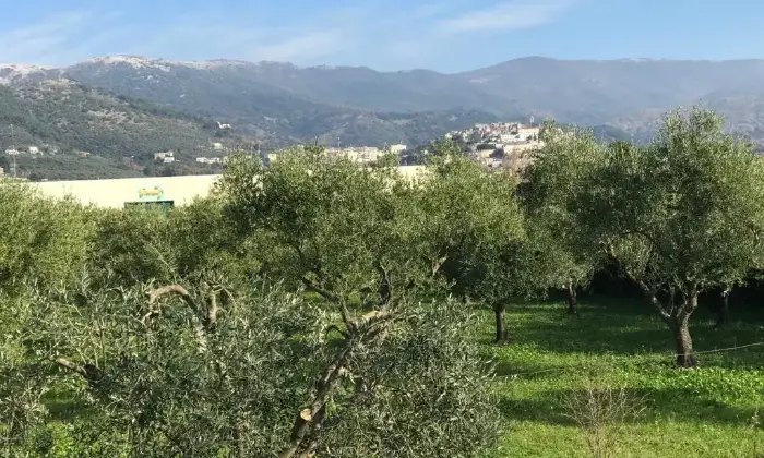 Rexer-Cori-Terreno-di-mq-edificabile-in-zona-artigianale-Terrazzo