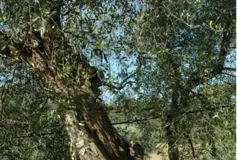 Rexer-Grosseto-Casale-Strada-Provinciale-delle-Sante-Mariae-Rispescia-Grosseto-ALTRO