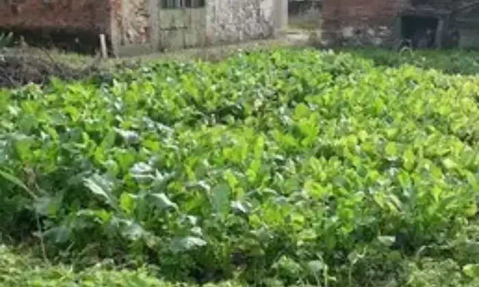 Rexer-Pieve-a-Nievole-Vendita-casa-con-terreno-da-ristrutturare-Giardino
