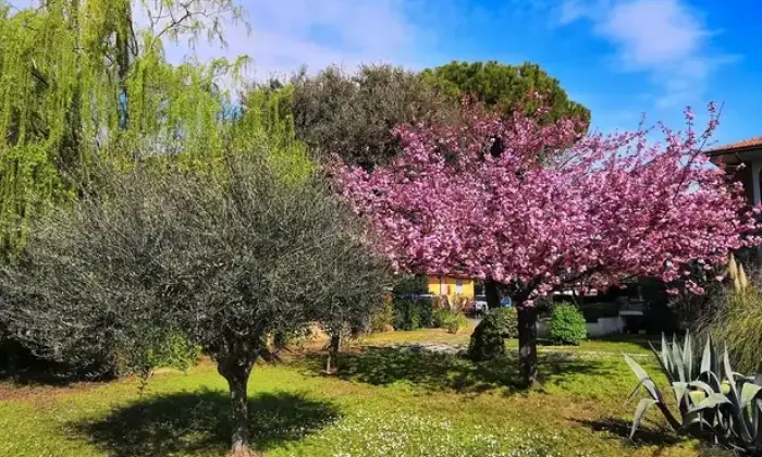 Rexer-San-Mauro-Pascoli-Terreno-edificabile-in-centro-a-San-Mauro-Pascoli-Giardino