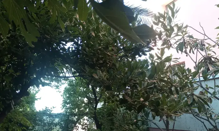 Rexer-Falconara-Marittima-Quadrilocale-via-Sardegna-Centro-Falconara-Marittima-Palombina-vecchia-Altro