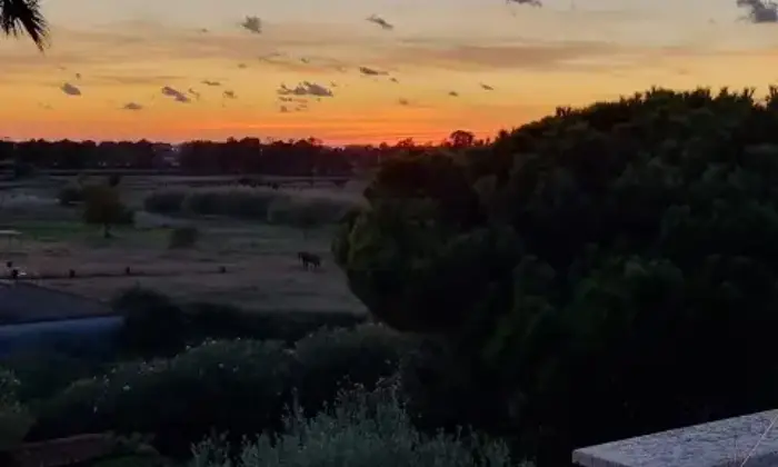 Rexer-ARDEA-Ardea-via-Pratica-di-Mare-Altro