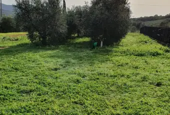Rexer-Grosseto-Podere-al-mare-con-annessi-e-oliveto-Terrazzo
