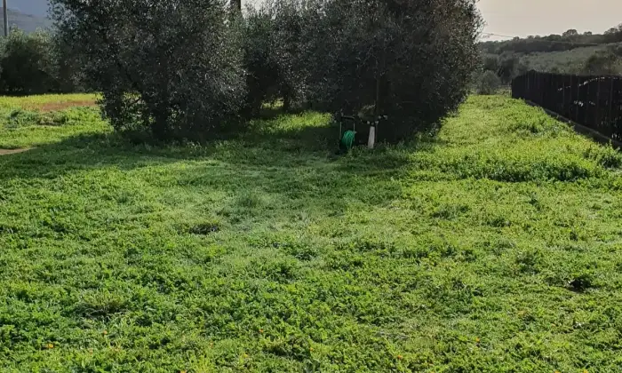 Rexer-Grosseto-Podere-al-mare-con-annessi-e-oliveto-Terrazzo