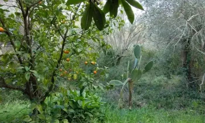 Rexer-Albanella-Rustico-in-costruzione-con-ampio-terreno-panoramico-Giardino