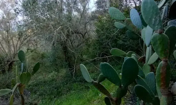 Rexer-Albanella-Rustico-in-costruzione-con-ampio-terreno-panoramico-Giardino