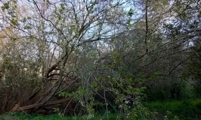 Rexer-Albanella-Rustico-in-costruzione-con-ampio-terreno-panoramico-Giardino