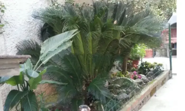 Rexer-Latina-Appartamento-in-Via-della-Stella-Alpina-Latina-Giardino