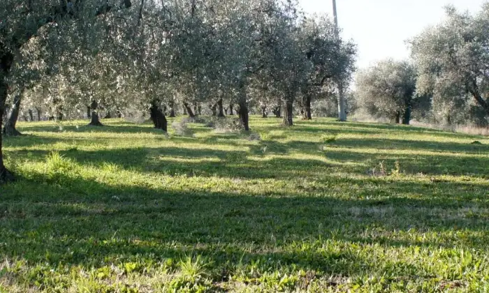 Rexer-Ortona-Rustico-Casale-in-Contrada-Cappellini-Ortona-Terrazzo