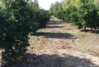 Rexer-San-Calogero-Azienda-agricola-in-vendita-in-SP-a-San-Calogero-Giardino