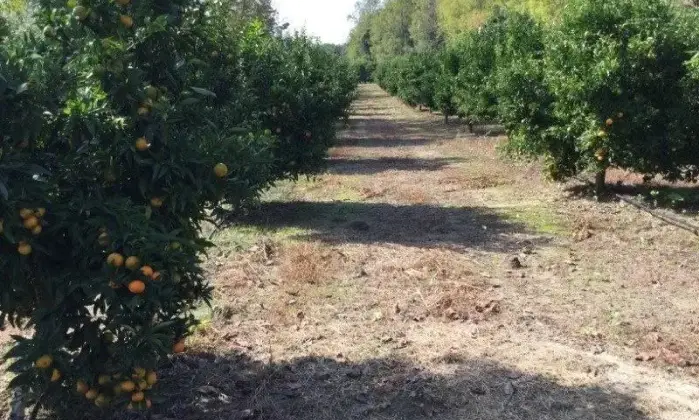 Rexer-San-Calogero-Azienda-agricola-in-vendita-in-SP-a-San-Calogero-Giardino