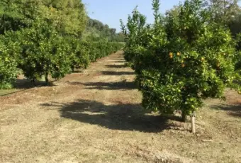 Rexer-San-Calogero-Azienda-agricola-in-vendita-in-SP-a-San-Calogero-Terrazzo