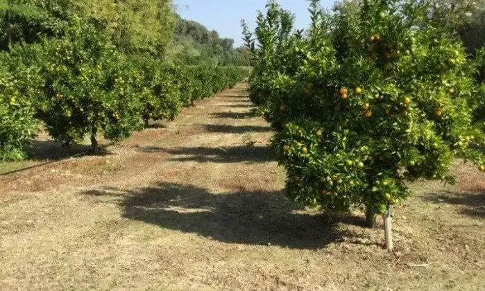 Rexer-San-Calogero-Azienda-agricola-in-vendita-in-SP-a-San-Calogero-Terrazzo