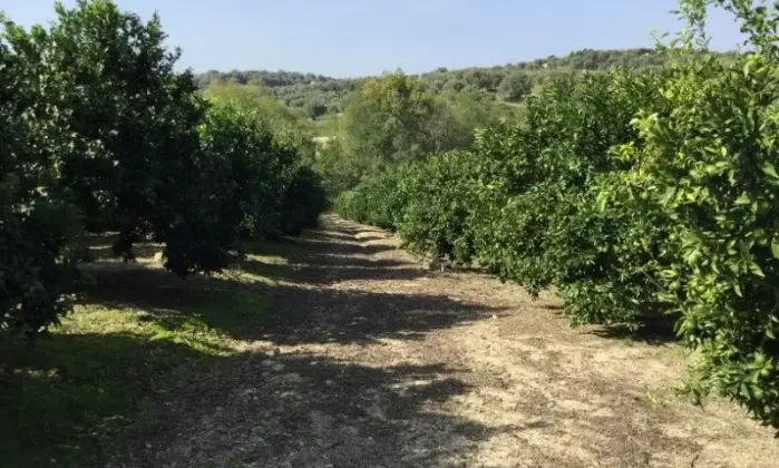 Rexer-San-Calogero-Azienda-agricola-in-vendita-in-SP-a-San-Calogero-Terrazzo