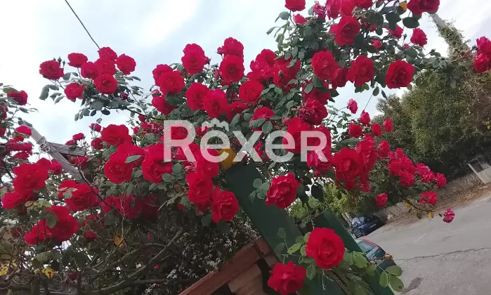 Rexer-Mendicino-Appartamento-in-Via-Leonardo-da-Vinci-Mendicino-Altro