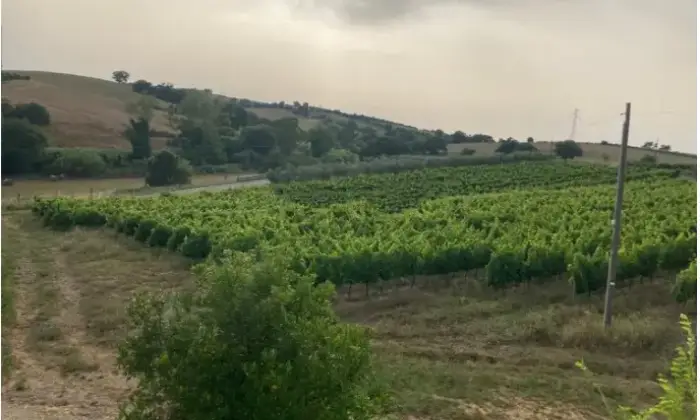 Rexer-Magliano-in-Toscana-Casalecascina-in-vendita-in-via-Provinciale-a-Magliano-in-Toscana-Terrazzo