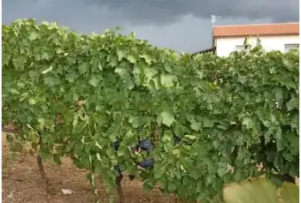 Rexer-Magliano-in-Toscana-Casalecascina-in-vendita-in-via-Provinciale-a-Magliano-in-Toscana-Terrazzo