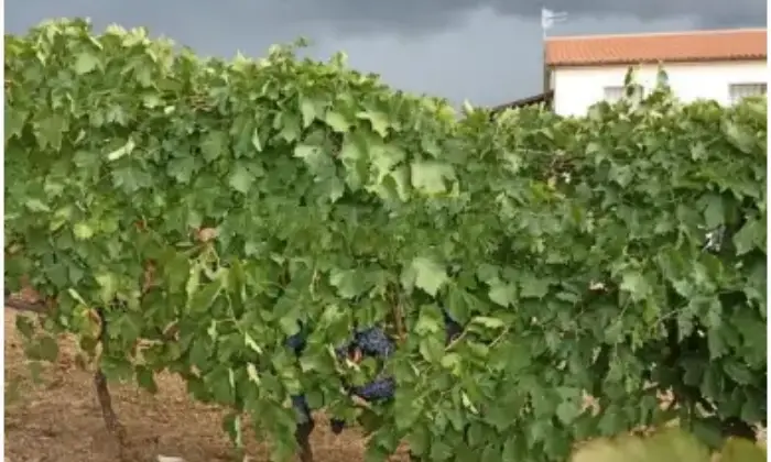 Rexer-Magliano-in-Toscana-Casalecascina-in-vendita-in-via-Provinciale-a-Magliano-in-Toscana-Terrazzo