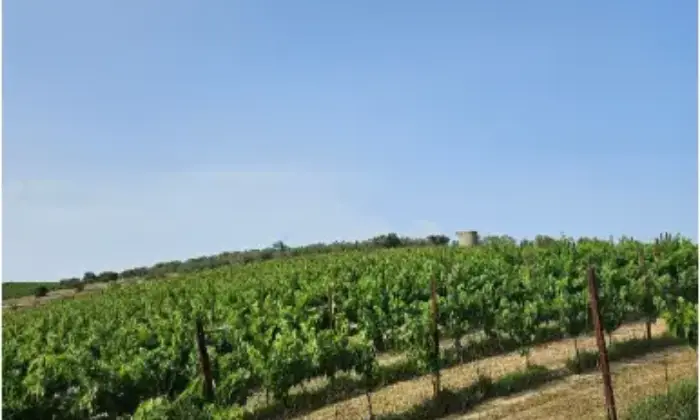 Rexer-Citt-SantAngelo-Propriet-rustica-in-vendita-in-via-Sorripe-a-Citt-SantAngelo-Terrazzo