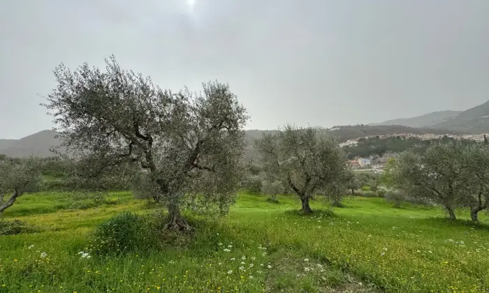 Rexer-Vietri-di-Potenza-A-VIETRI-DI-POTENZA-uliveto-e-vigneto-su-mq-di-terreno-con-casa-rurale-TOTALMENTE-DA-RISTRUTTURARE-o-abbattere-e-RICOSTRUIRE-Altro