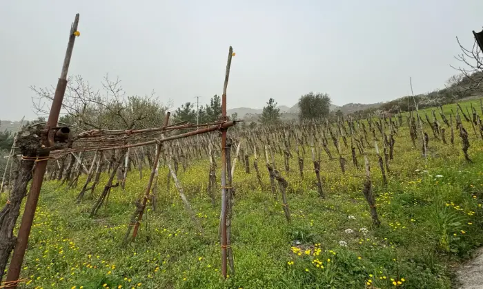 Rexer-Vietri-di-Potenza-A-VIETRI-DI-POTENZA-uliveto-e-vigneto-su-mq-di-terreno-con-casa-rurale-TOTALMENTE-DA-RISTRUTTURARE-o-abbattere-e-RICOSTRUIRE-Altro