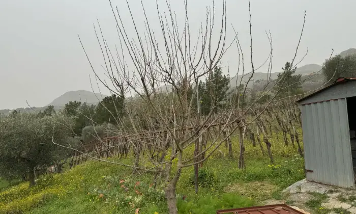 Rexer-Vietri-di-Potenza-A-VIETRI-DI-POTENZA-uliveto-e-vigneto-su-mq-di-terreno-con-casa-rurale-TOTALMENTE-DA-RISTRUTTURARE-o-abbattere-e-RICOSTRUIRE-Altro