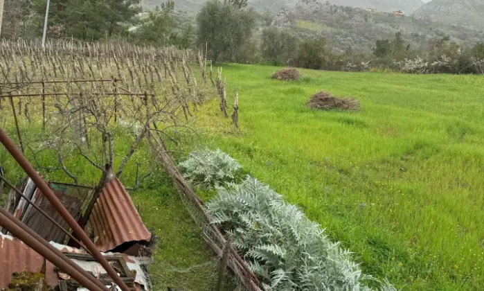 Rexer-Vietri-di-Potenza-A-VIETRI-DI-POTENZA-uliveto-e-vigneto-su-mq-di-terreno-con-casa-rurale-TOTALMENTE-DA-RISTRUTTURARE-o-abbattere-e-RICOSTRUIRE-Altro