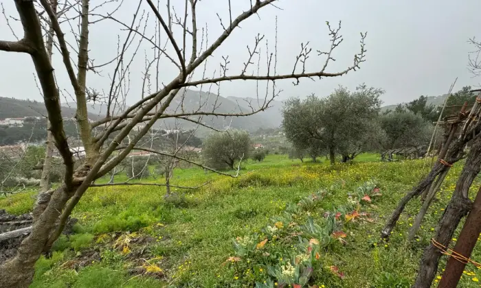 Rexer-Vietri-di-Potenza-A-VIETRI-DI-POTENZA-uliveto-e-vigneto-su-mq-di-terreno-con-casa-rurale-TOTALMENTE-DA-RISTRUTTURARE-o-abbattere-e-RICOSTRUIRE-Altro