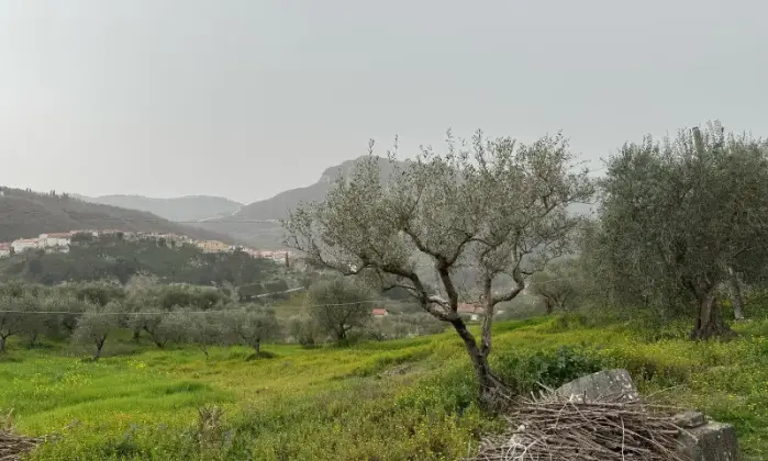 Rexer-Vietri-di-Potenza-A-VIETRI-DI-POTENZA-uliveto-e-vigneto-su-mq-di-terreno-con-casa-rurale-TOTALMENTE-DA-RISTRUTTURARE-o-abbattere-e-RICOSTRUIRE-Altro