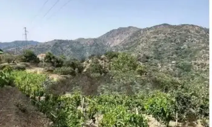 Rexer-Fiumedinisi-Tenuta-Siciliana-vicino-Taormina-vista-mare-Giardino