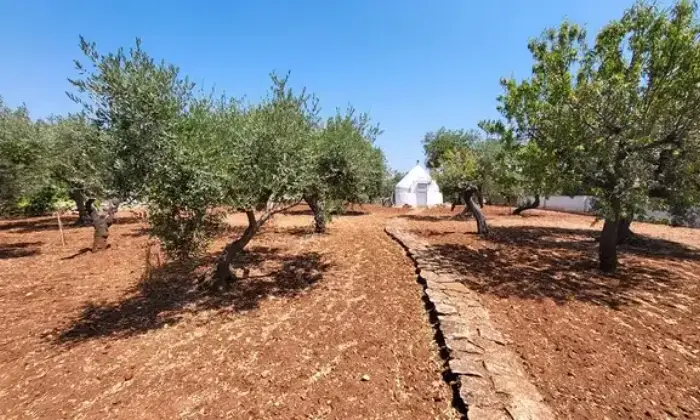Rexer-Putignano-CasaIndipendente-in-Strada-Comunale-Gorgo-di-Mola-Putignano-Putignano-Terrazzo