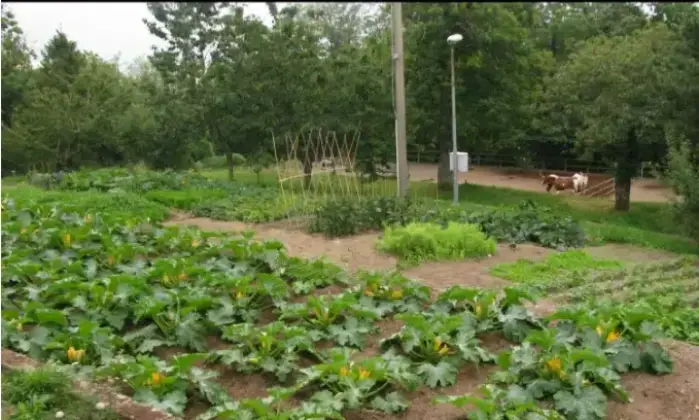 Rexer-Ne-Masseria-in-vendita-in-via-Picchetti-a-Ne-Giardino