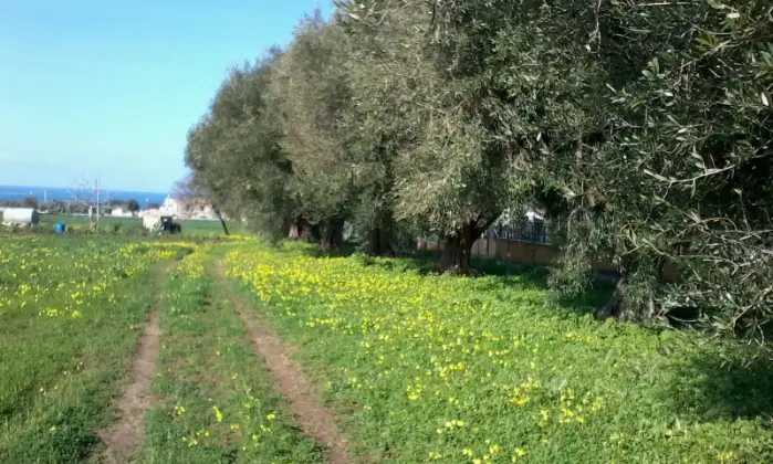 Rexer-Ricadi-Rustico-Casale-in-Contrada-Frizza-Ricadi-Terrazzo