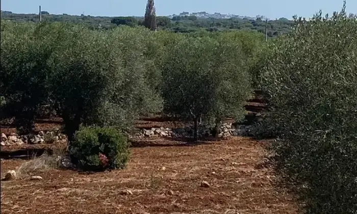 Rexer-Ostuni-Vendesi-Trullo-in-Contrada-GiovannarollaOstuni-BR-Terrazzo